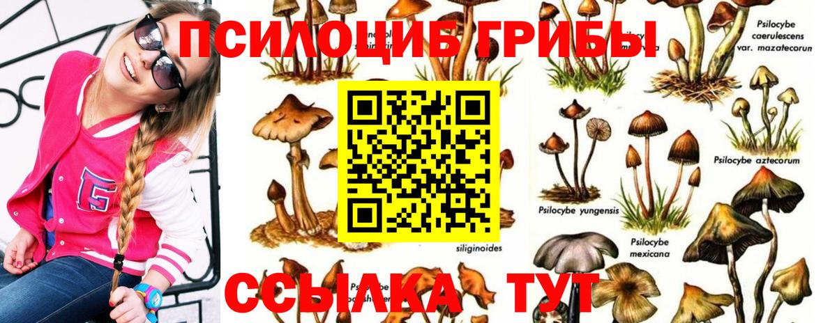 Галлюциногенные грибы Psilocybe Нижнекамск